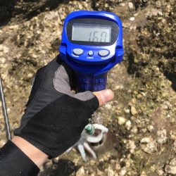 キロアップinエギングサミットin田辺