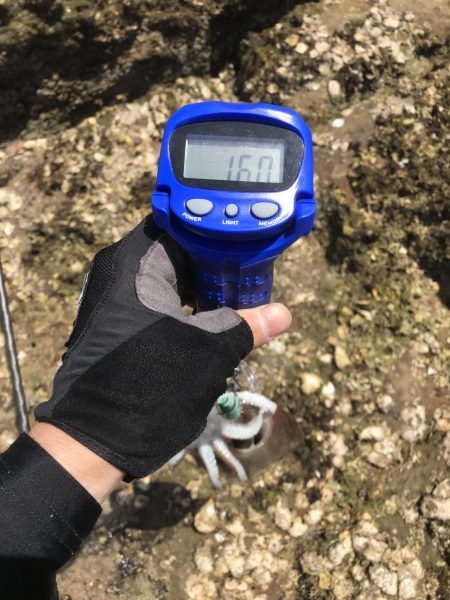 キロアップinエギングサミットin田辺