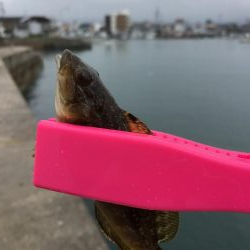 メバリングと根魚狙い！