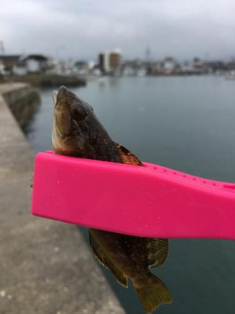 メバリングと根魚狙い！