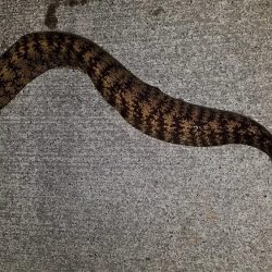 カサゴ尺前後が釣れています。