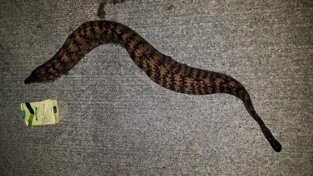 カサゴ尺前後が釣れています。