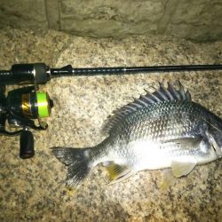 シーバス、チニング