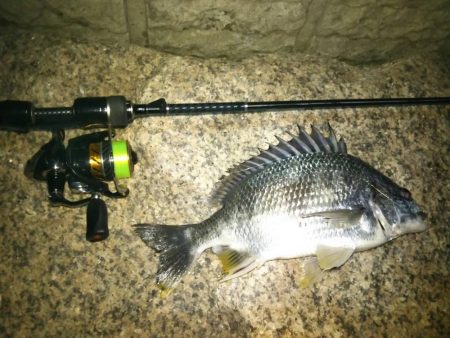 シーバス、チニング