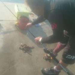 アオリイカとタコ