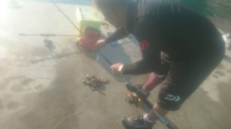 アオリイカとタコ