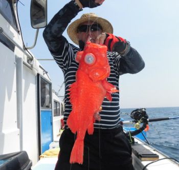 土佐安芸のハマちゃん