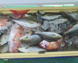 土佐安芸のハマちゃんの釣果