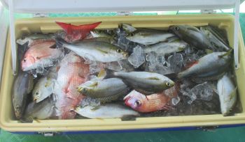 土佐安芸のハマちゃんの釣果