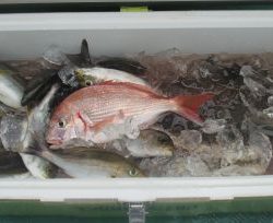 土佐安芸のハマちゃんの釣果