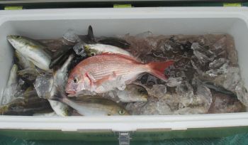 土佐安芸のハマちゃんの釣果