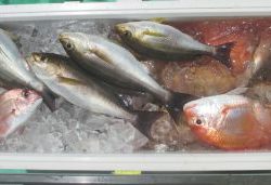 土佐安芸のハマちゃん