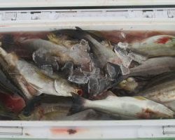 土佐安芸のハマちゃんの釣果