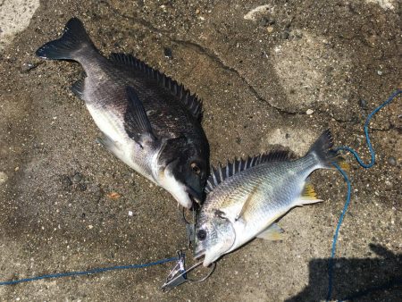 テトラでヘチ釣り