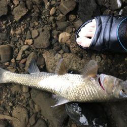 バス釣りよりニゴイ