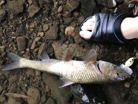 バス釣りよりニゴイ