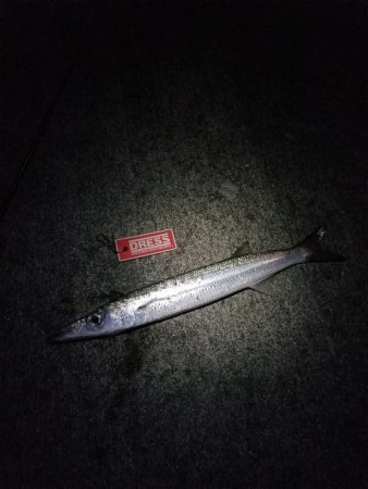 宮古島　平良港にてライトゲーム