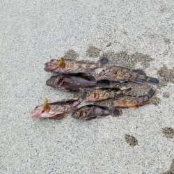 はじめてきました