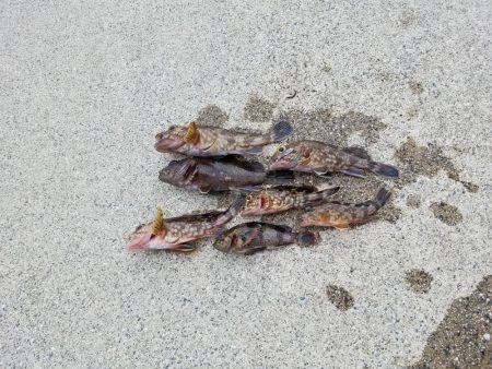 はじめてきました