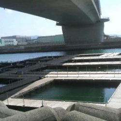 シマアジ・青物好調