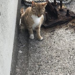 癒しのライトゲーム!