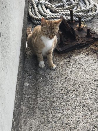 癒しのライトゲーム!