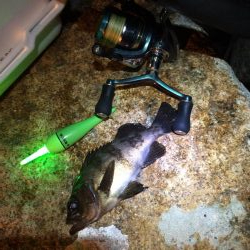 回遊型メバル？