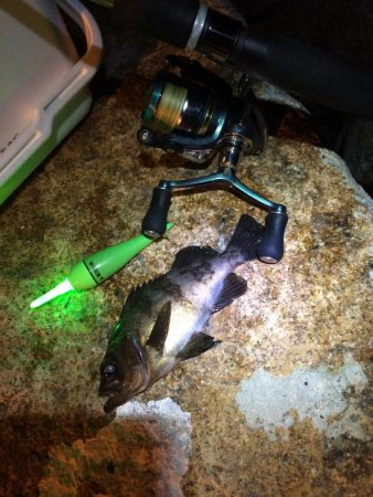 回遊型メバル？