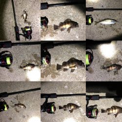 男鹿市椿港メバリング釣行