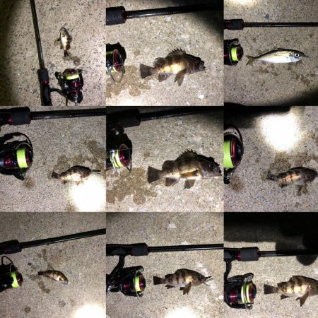 男鹿市椿港メバリング釣行