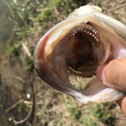 津風呂バス！！