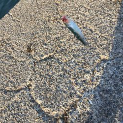 カタクチイワシ サバ