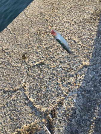 カタクチイワシ サバ