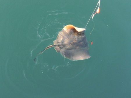 サビキ釣り＆チョイ投げ