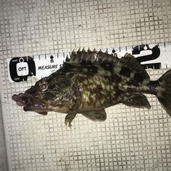 爆風でも釣れました!