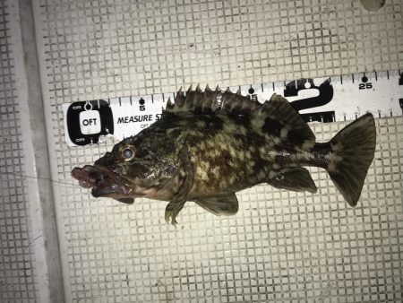 爆風でも釣れました!