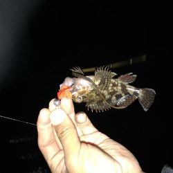 夕まずめ 短時間