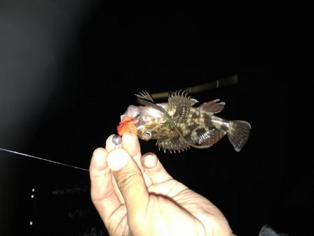 夕まずめ 短時間