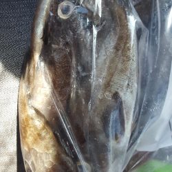 安乗メバリング遠征