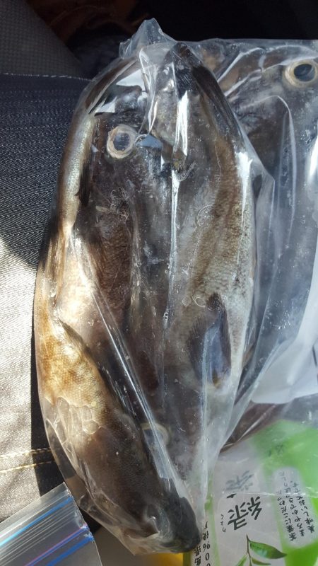 安乗メバリング遠征