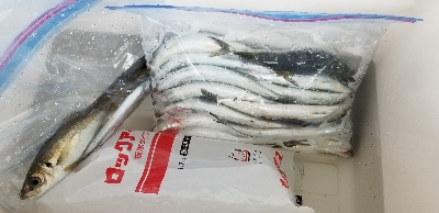 とっとパーク小島