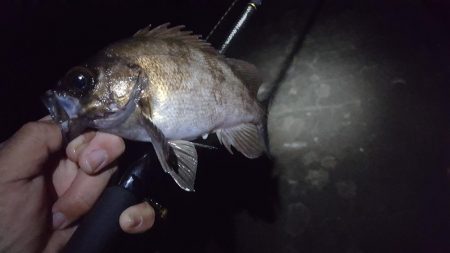 ハーバーメバリング