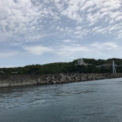 カタクチイワシ