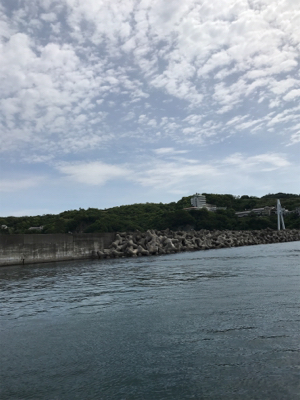 カタクチイワシ