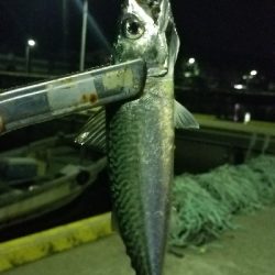 イワシ大漁ヾ(*ΦωΦ)ﾉ