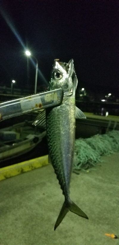 イワシ大漁ヾ(*ΦωΦ)ﾉ