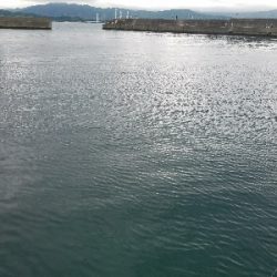 イワシ釣り　～ヒラメが出た！～