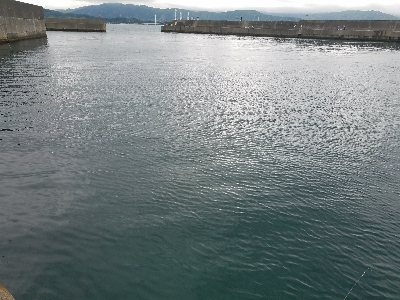 イワシ釣り　～ヒラメが出た！～