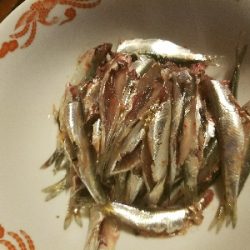 イワシ釣り ~マイワシ増えてきた!~