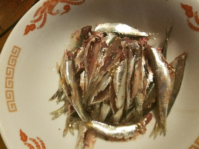 イワシ釣り ~マイワシ増えてきた!~